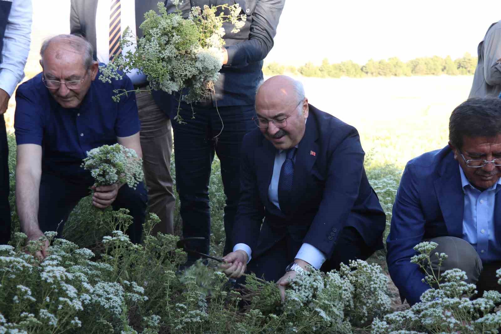 Kekiğin ambarında ilk orak vuruldu 13 kekigin ambarinda ilk orak vuruldu 9 qFvGh7E8