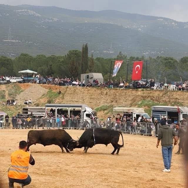 kemalpasada 3 boga guresi festivali heyecani 2 gcV3G2Hb