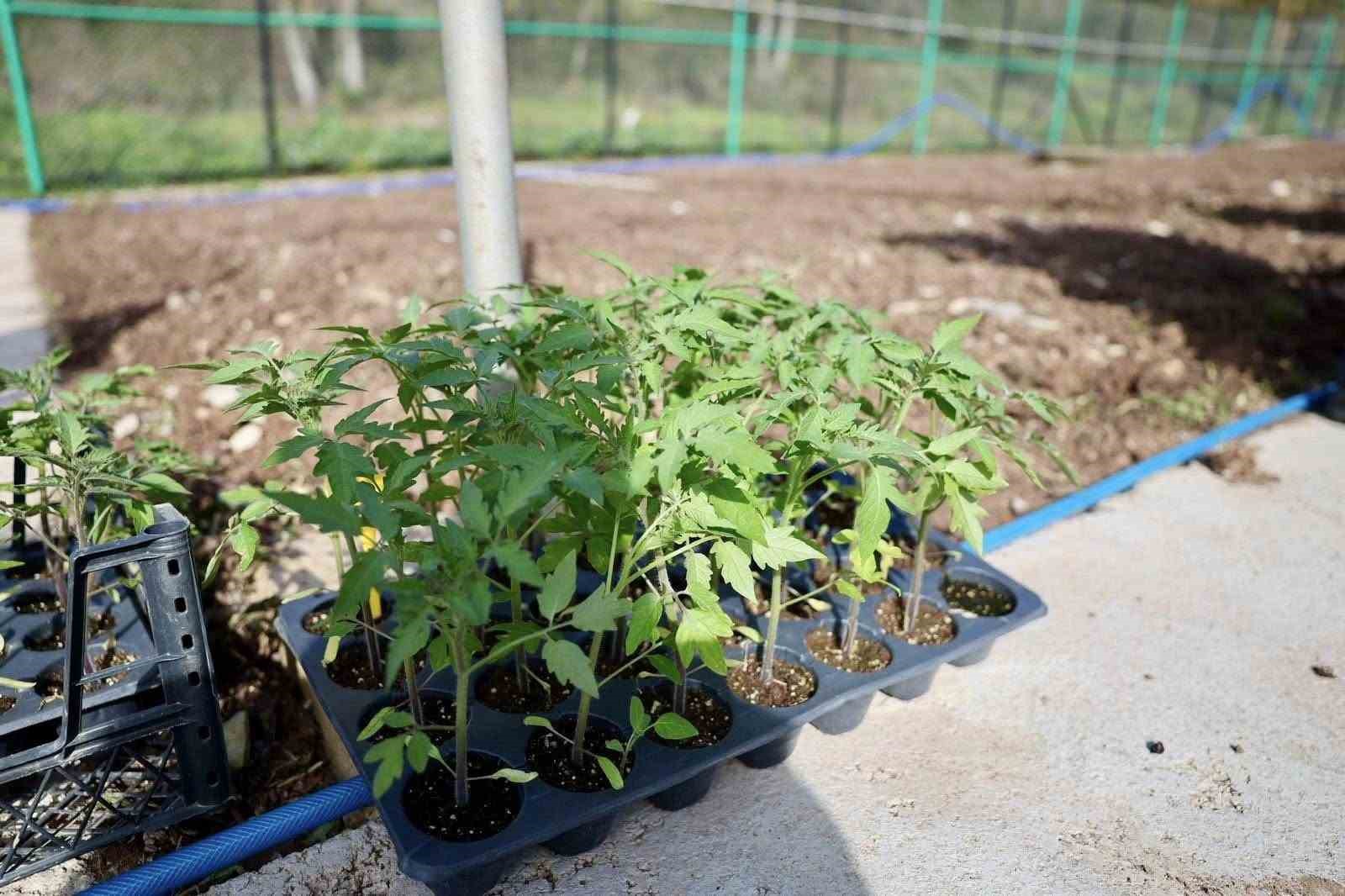 kendi kompost gubresini ureten belediyeden ata tohumu hamlesi 3 c63QRaZR