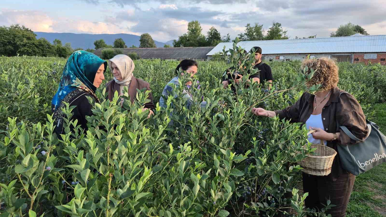 kendi sepetini alan bahceye kostu yaban mersini hasadina yogun ilgi 6 8yw1LLN7