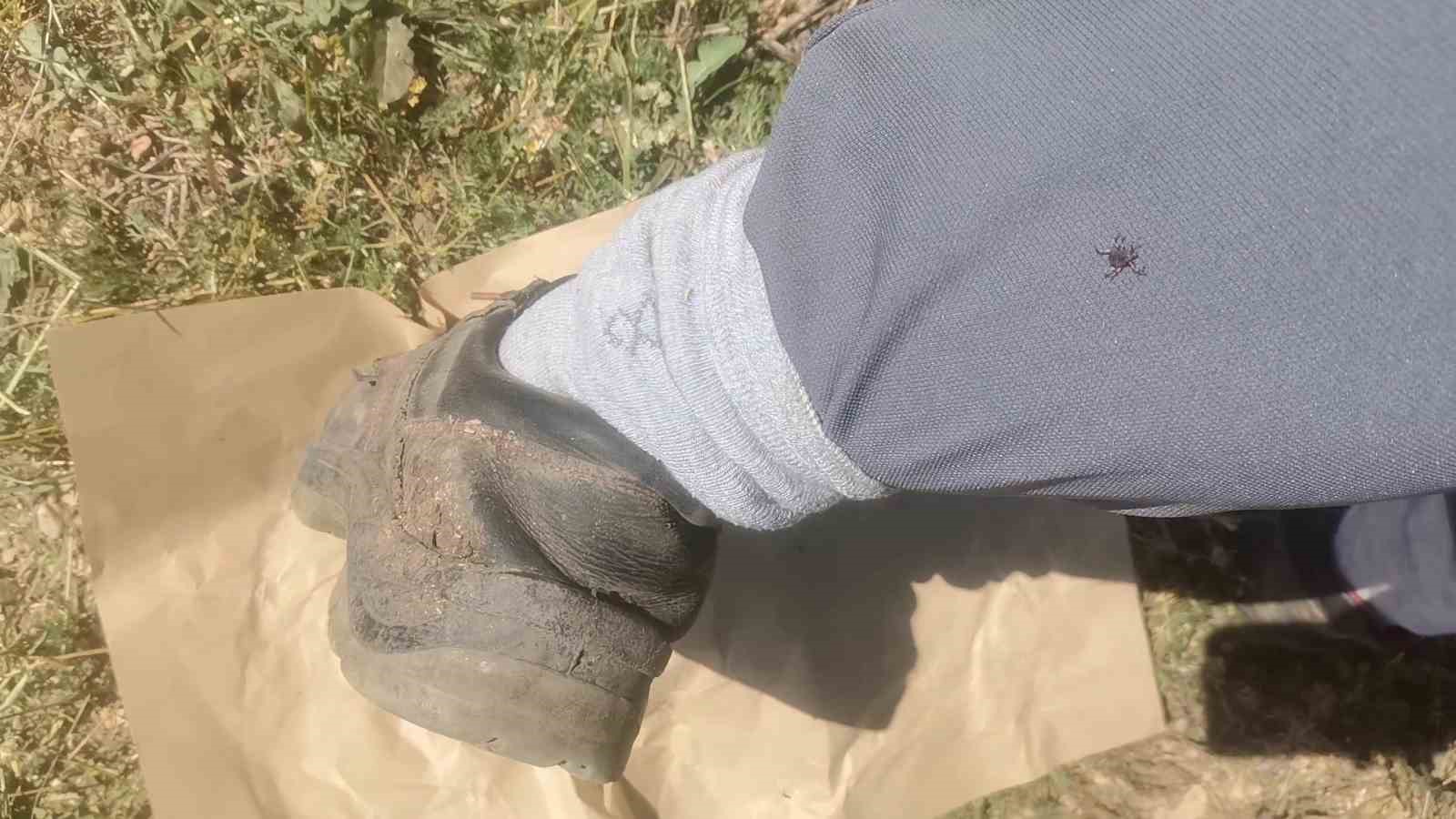 kene kabusu geri geldi yagislardan dolayi bu sene populasyon daha fazla olabilir 2 qE19bqPZ