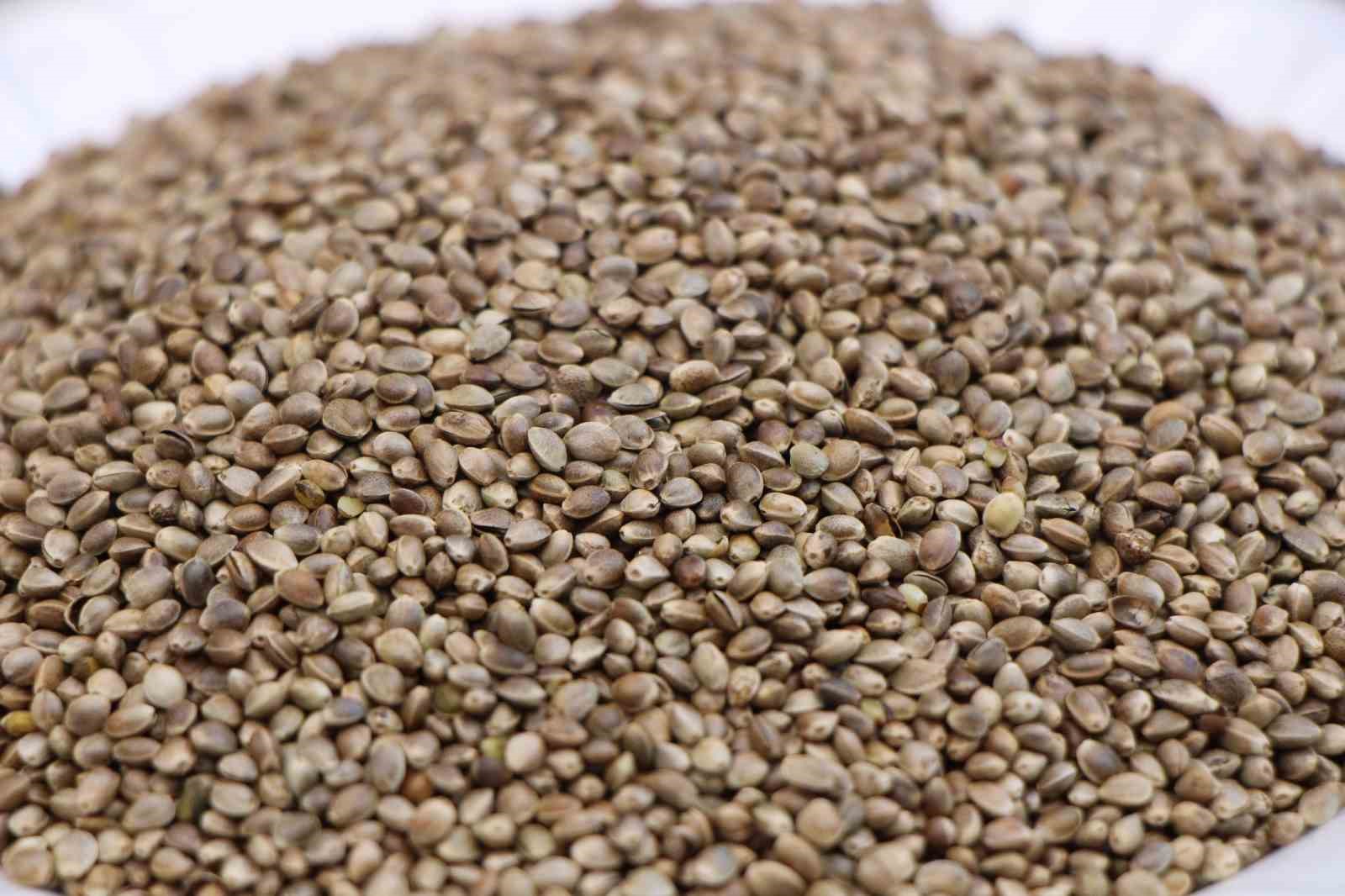 kenevirli kurabiye protein deposu etten daha cok protein iceriyor 2