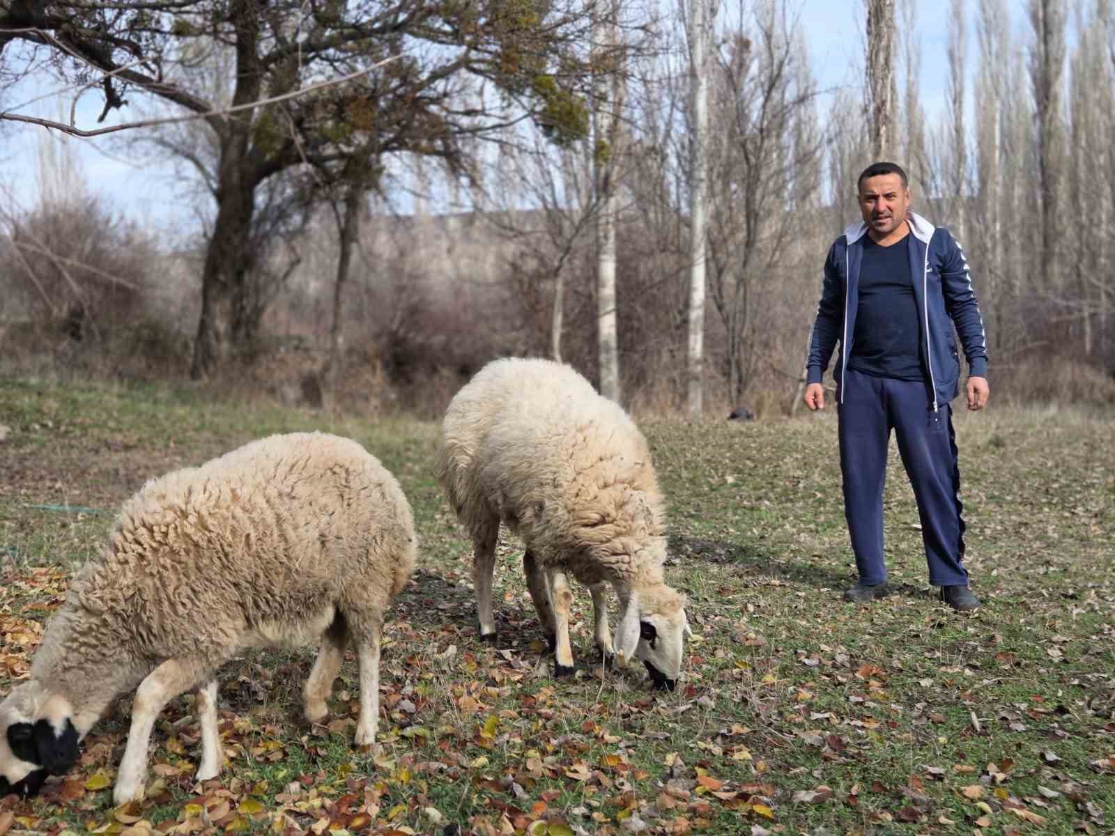kesmek icin aldigi koyunlara simdi antrenorluk yapiyor 0 VQCz1BpB