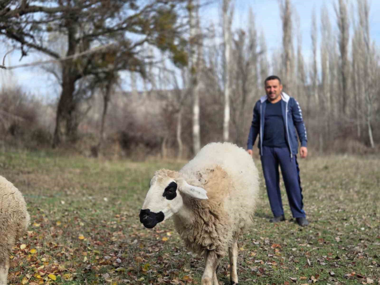kesmek icin aldigi koyunlara simdi antrenorluk yapiyor 1 a6DaP99K