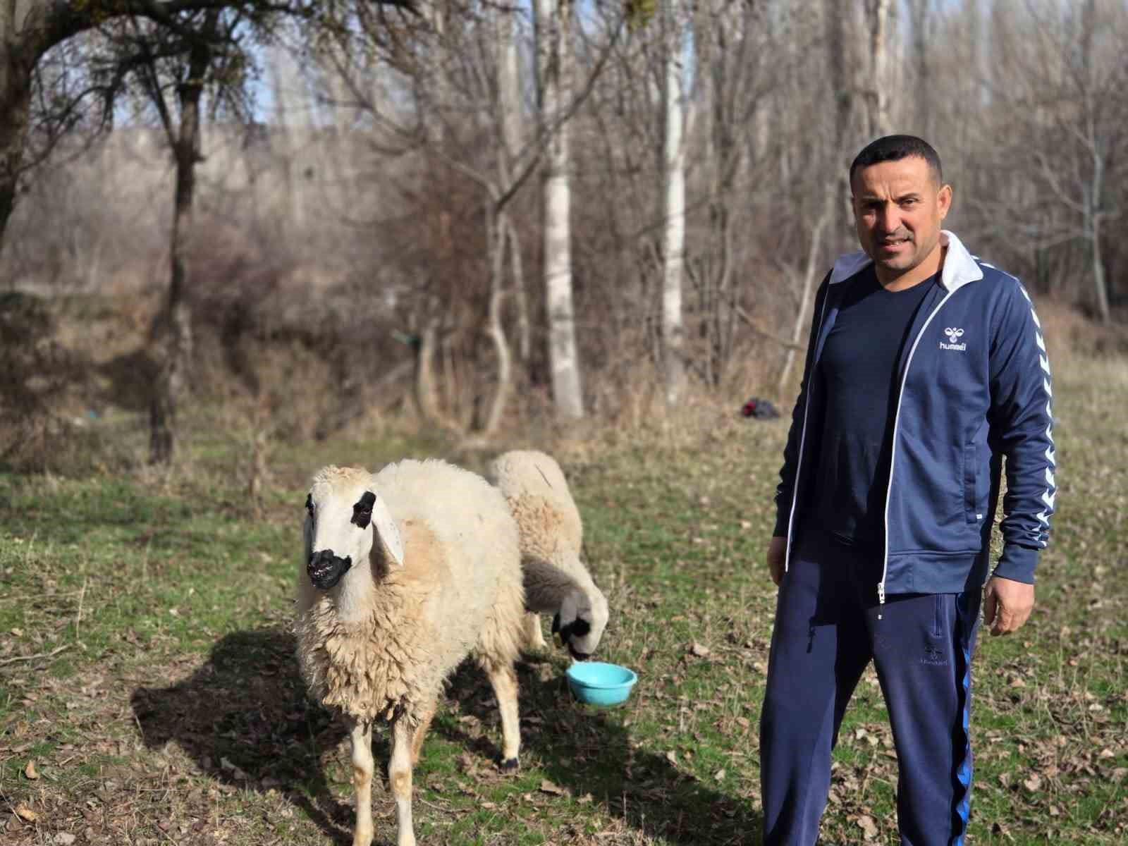 kesmek icin aldigi koyunlara simdi antrenorluk yapiyor 3 GekPEHTT