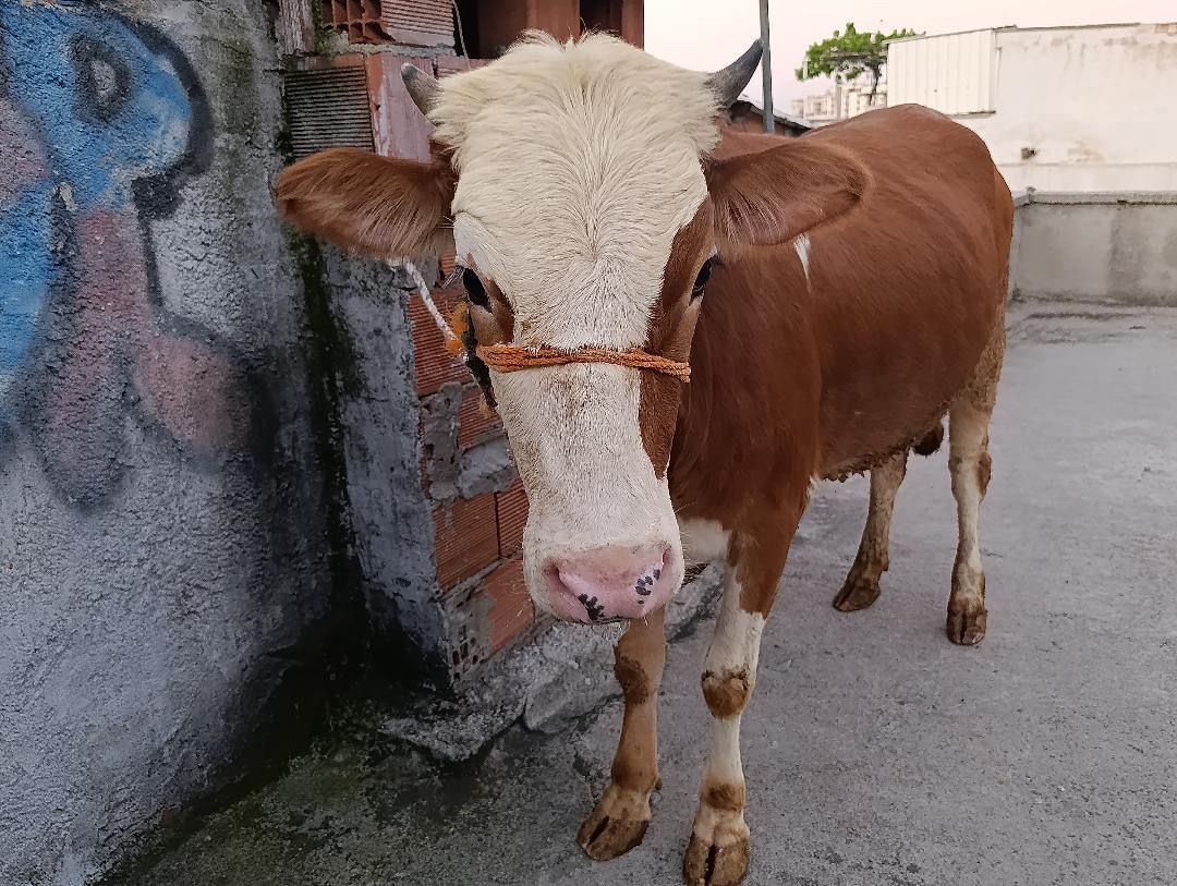 kesmek icin buyukbas hayvani 6inci kata cikardi 1 ycv9FnLm