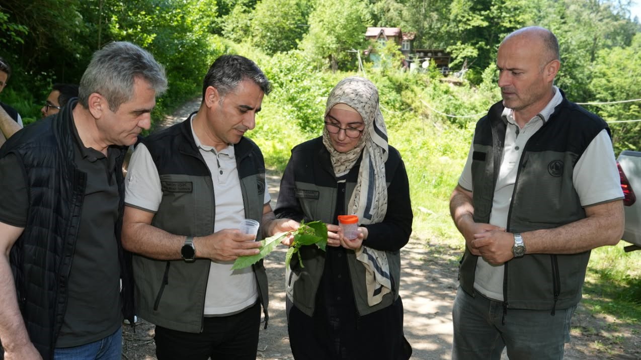 Kestane ormanlarını korumak için 5 bin samuray arısı doğaya salındı 4 kestane ormanlarini korumak icin 5 bin samuray arisi dogaya salindi 0 6ZnPBSRF