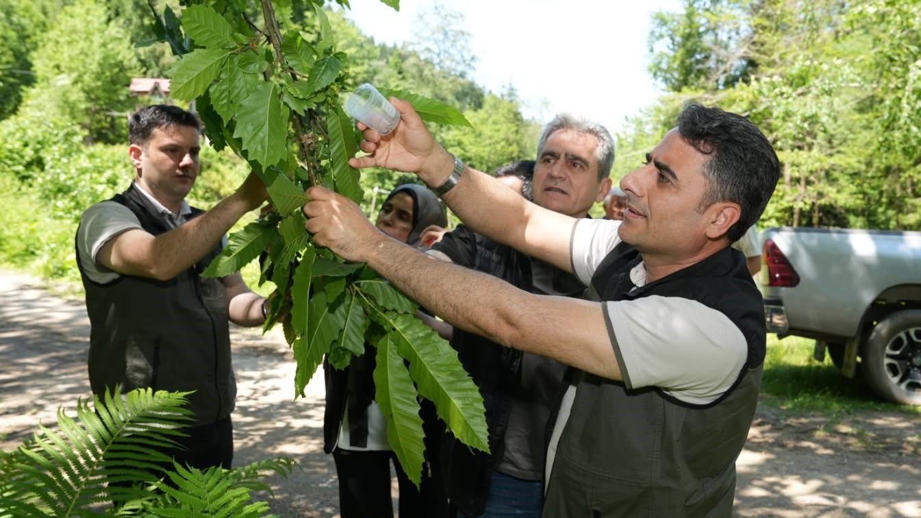 Kestane ormanlarını korumak için 5 bin samuray arısı doğaya salındı 9 kestane ormanlarini korumak icin 5 bin samuray arisi dogaya salindi 5 tjv1UZ1R
