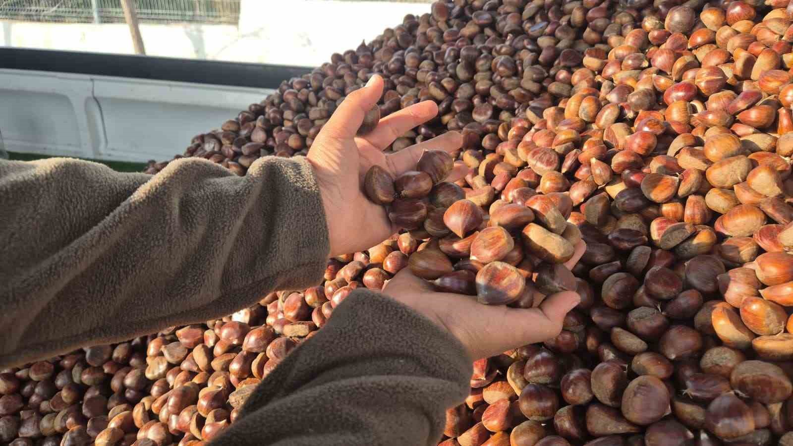 kestane sezonu acildi kilosu 175 lira 2 pzuBEnFU