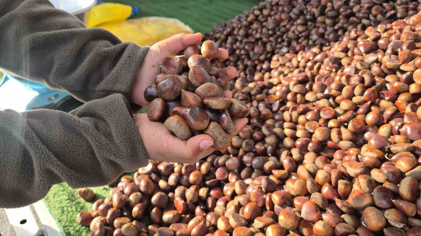 kestane sezonu acildi kilosu 175 lira 3 uztfUGY5