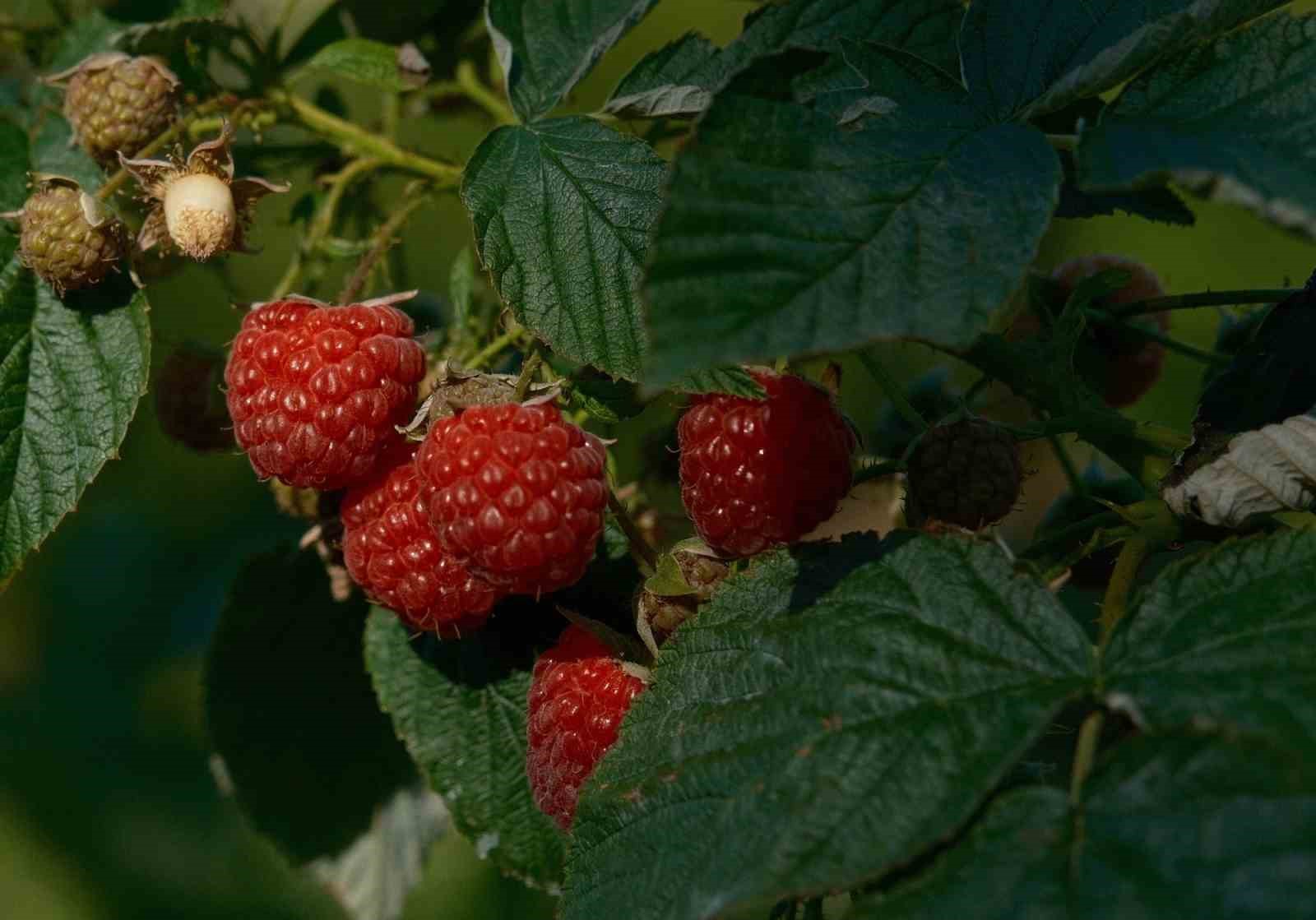 kestelde ahududu ve bogurtlen uretimi sirbistan modeliyle artirilacak 3 Y2nrl3aa