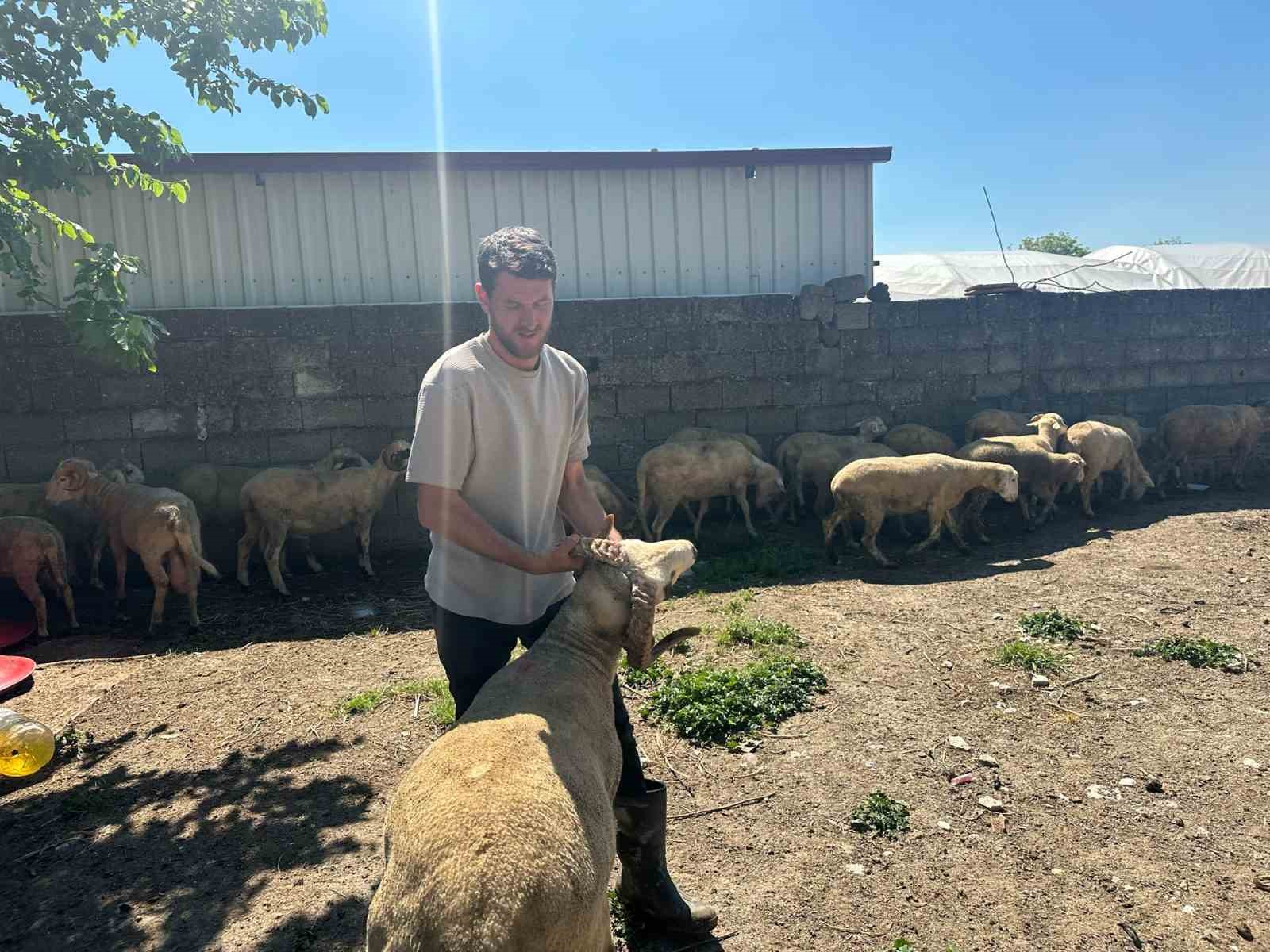 kestirmek isteyene kirsalda kurbanlik 20 bin liradan basliyor 2 MsY5Zz5g