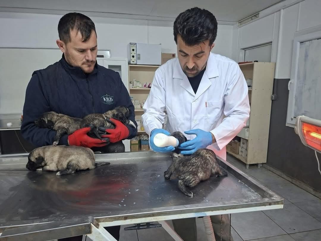 kiliste 6 kopek yavrusu yangindan kurtarildi 0 tB7NmONN