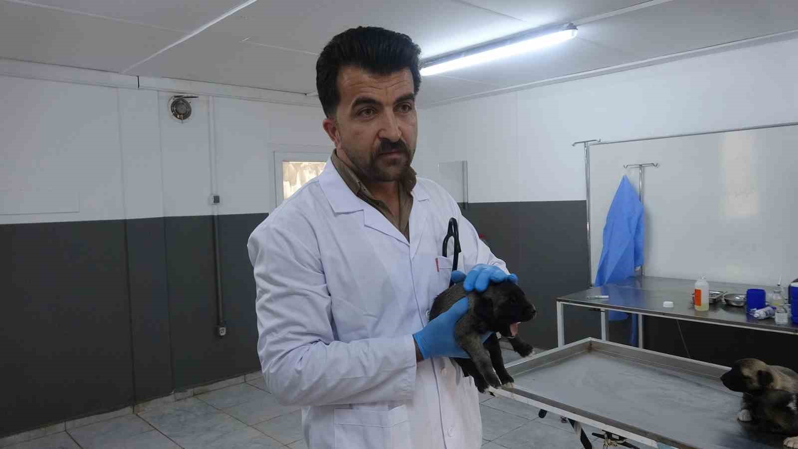 kiliste 6 kopek yavrusu yangindan kurtarildi 1