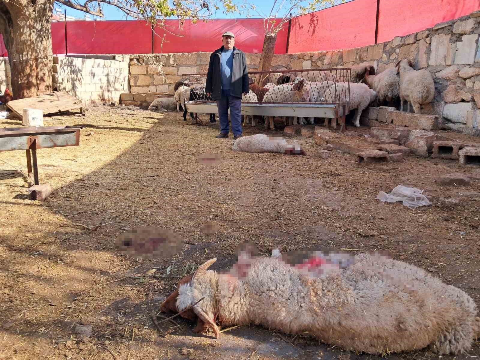 kiliste kurt saldirisinda 3 kucukbas telef oldu 0 Weir9lfV