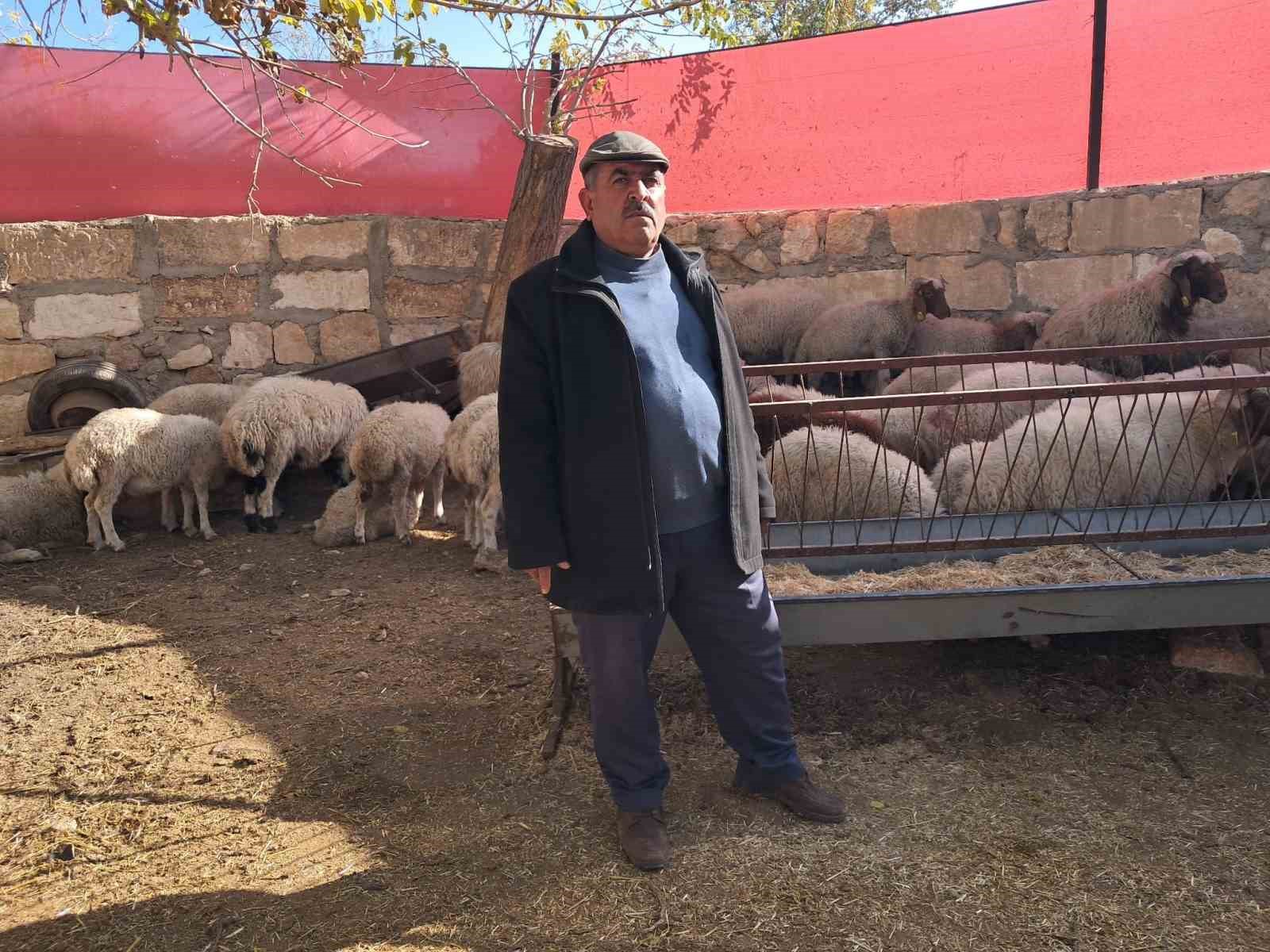 kiliste kurt saldirisinda 3 kucukbas telef oldu 1