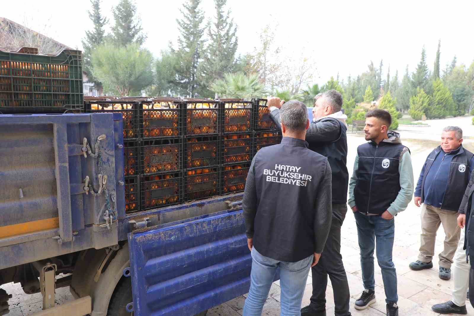 kilogram fiyati 2 tlye dusunce dalda curumeye birakilmisti 320 ton urun vatandaslara ucretsiz dagitildi Ci1Ylaa8