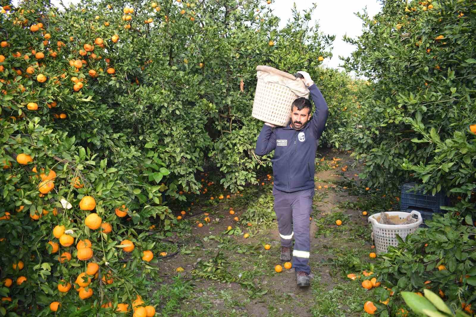 kilogram fiyati 2 tlye dusunce dalda curumeye birakilmisti 320 ton urun vatandaslara ucretsiz dagitildi uBptYVrM