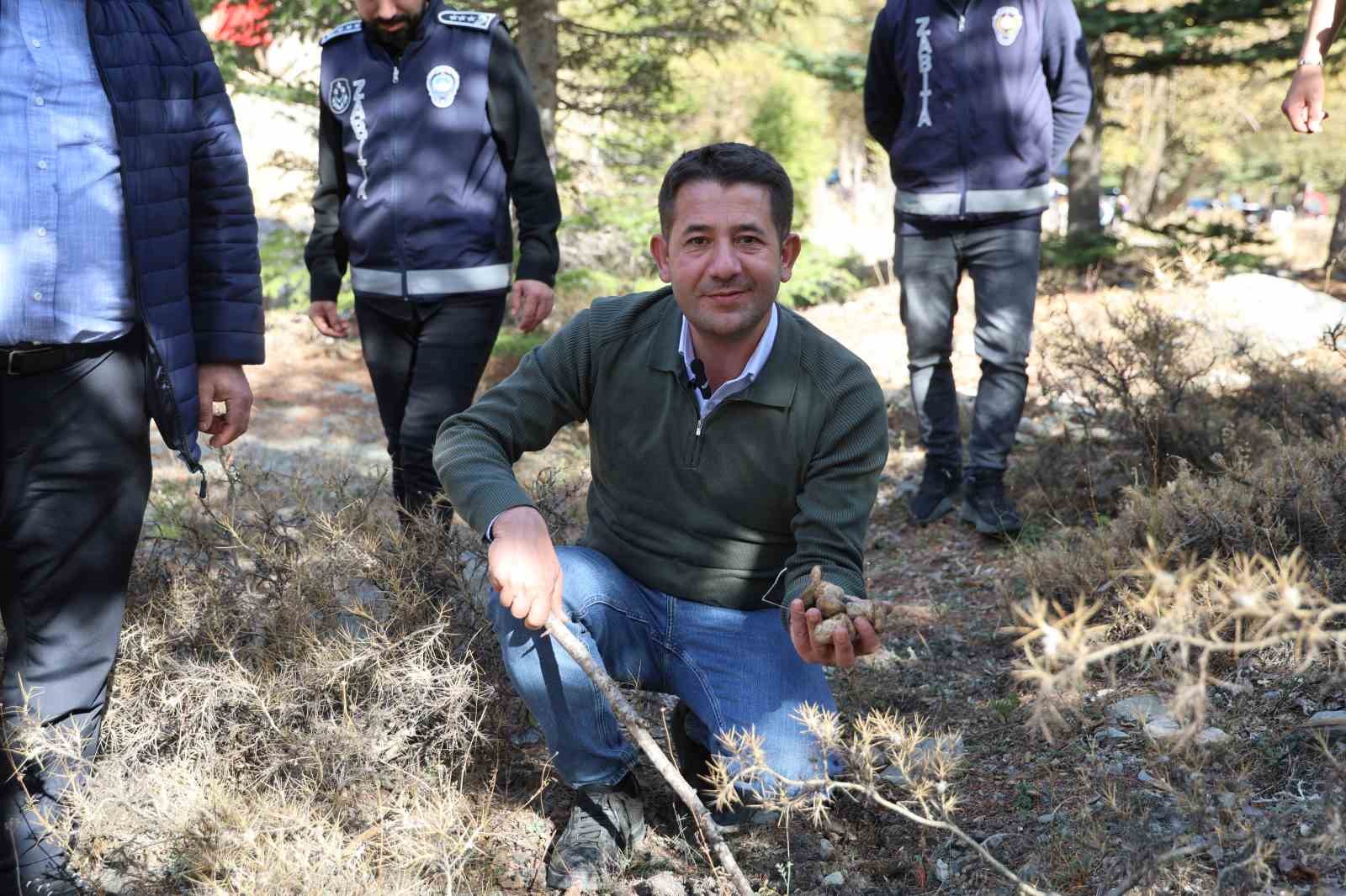 Kilosu etle yarışıyor: Japonların gözdesi sedir mantarı çıktı 5 kilosu etle yarisiyor japonlarin gozdesi sedir mantari cikti 1 we2yjnfj