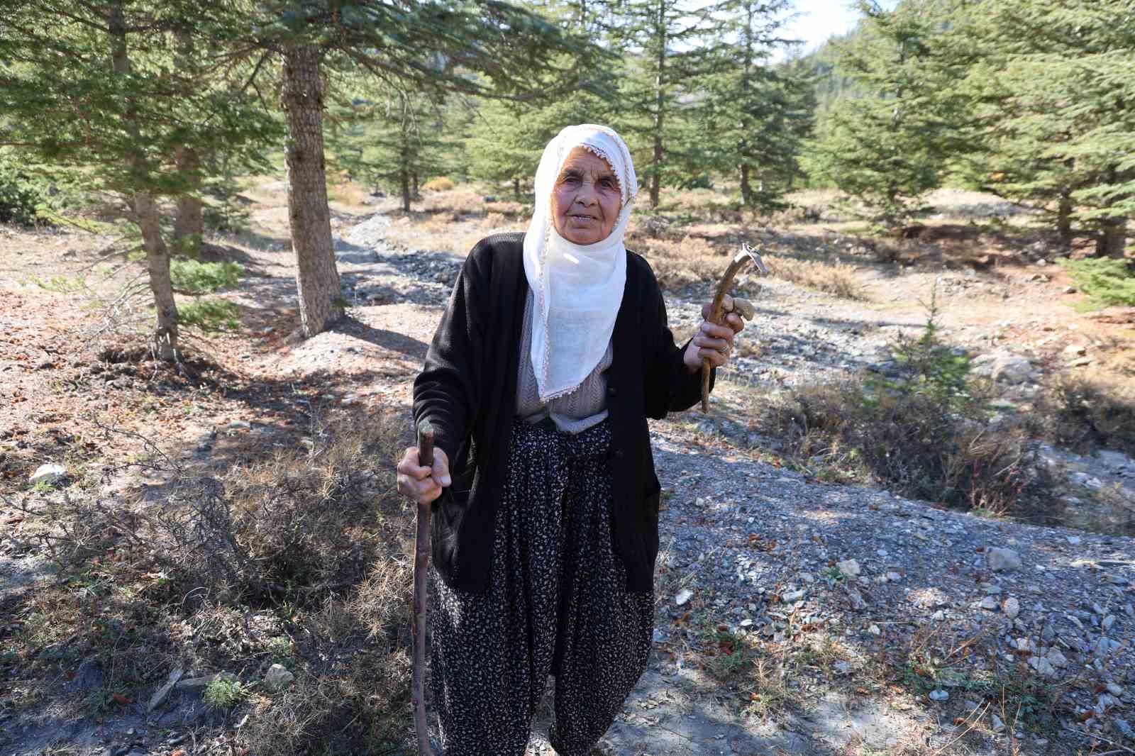 Kilosu etle yarışıyor: Japonların gözdesi sedir mantarı çıktı 8 kilosu etle yarisiyor japonlarin gozdesi sedir mantari cikti 4 YEqpdVYI