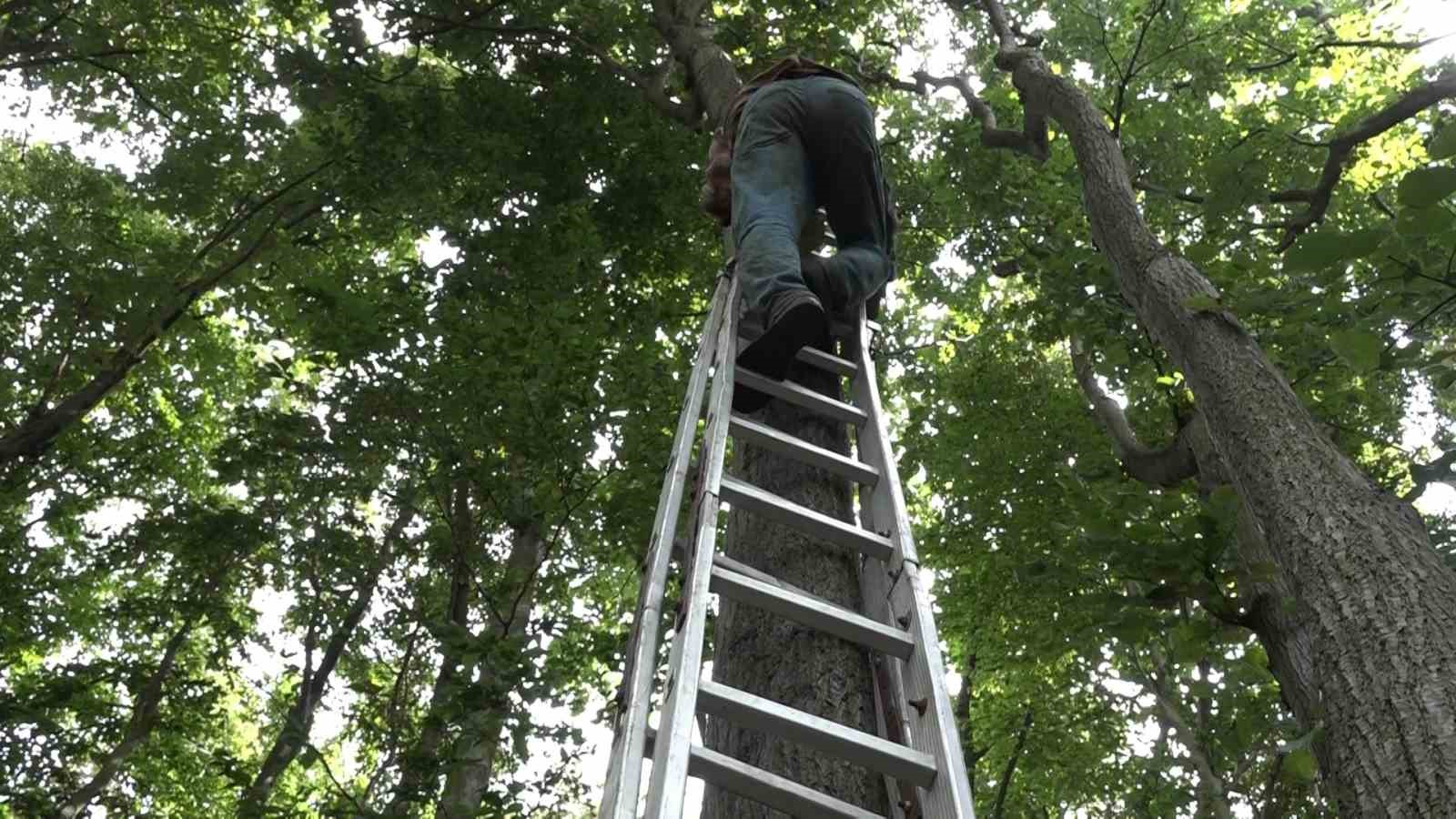 Kilosu ormanda 3 bin lirayı buluyor...Ihlamur ormanlarında ölümüne cesaret 7 kilosu ormanda 3 bin lirayi buluyorihlamur ormanlarinda olumune cesaret 3 dErWMtyi