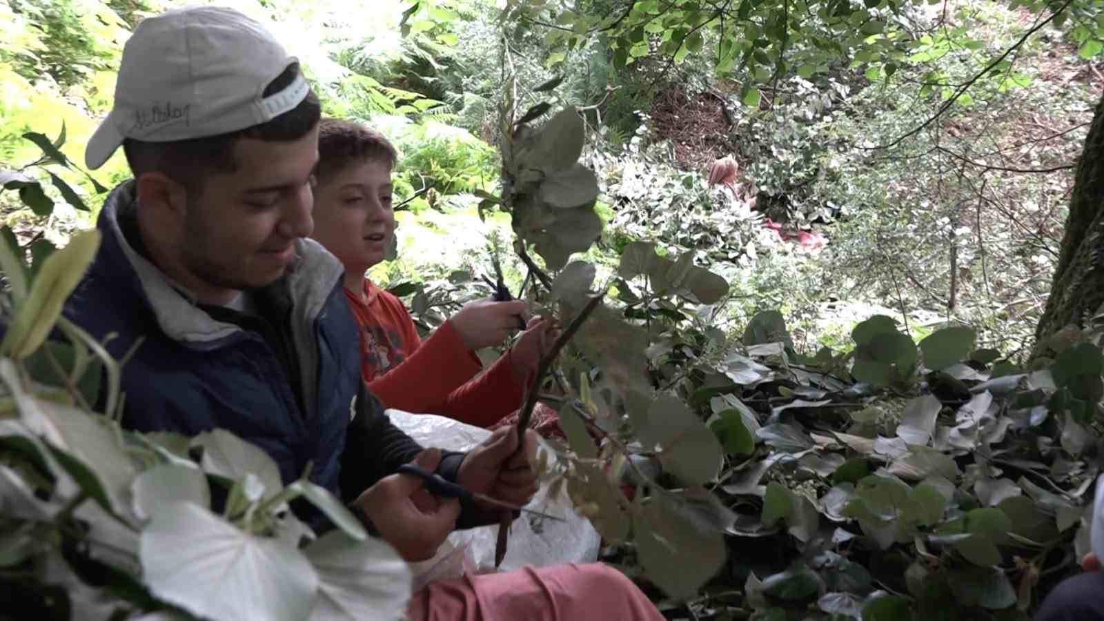 Kilosu ormanda 3 bin lirayı buluyor...Ihlamur ormanlarında ölümüne cesaret 11 kilosu ormanda 3 bin lirayi buluyorihlamur ormanlarinda olumune cesaret 7 IiNiC1iE