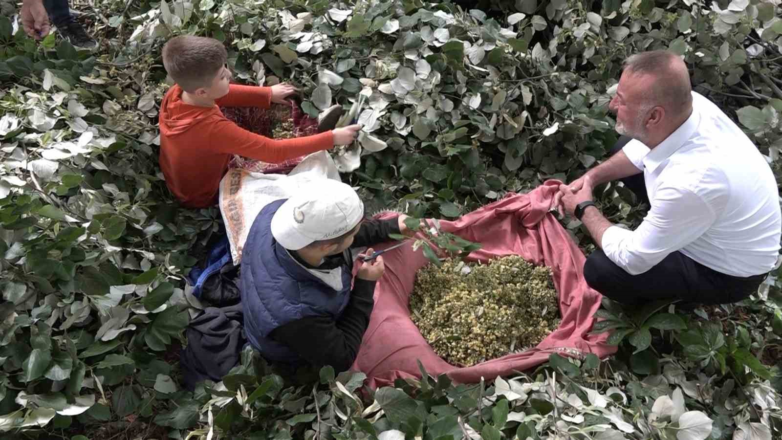 Kilosu ormanda 3 bin lirayı buluyor...Ihlamur ormanlarında ölümüne cesaret 12 kilosu ormanda 3 bin lirayi buluyorihlamur ormanlarinda olumune cesaret 8 2h7gZ6cc
