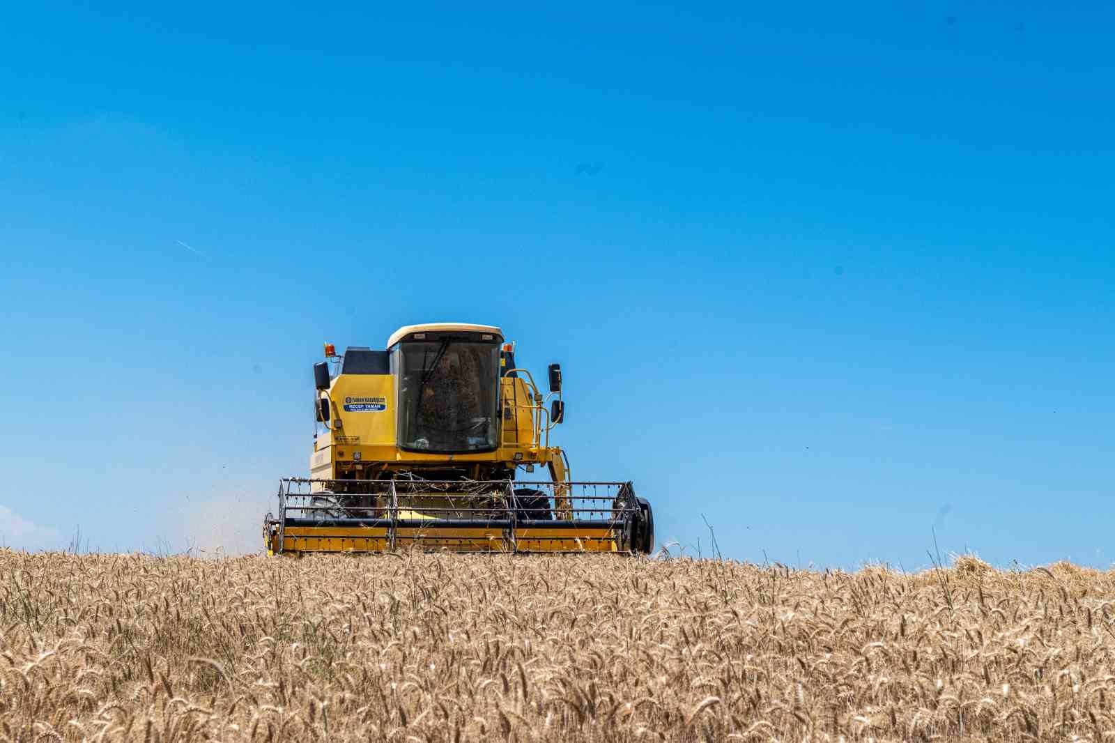 kirklarelide bugday hasadi basladi ciftci verimden memnun 1 ejD4rkXU