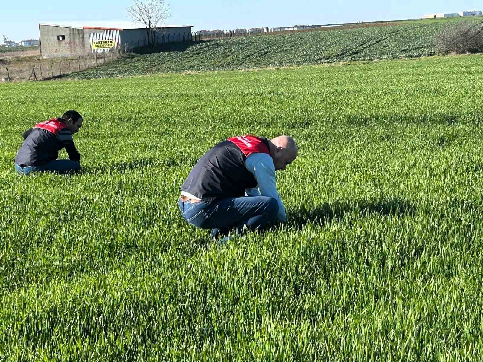 kirklarelide tarim arazilerinde denetim kanola ve hububat ekilisleri incelendi 0 jUMawkFM