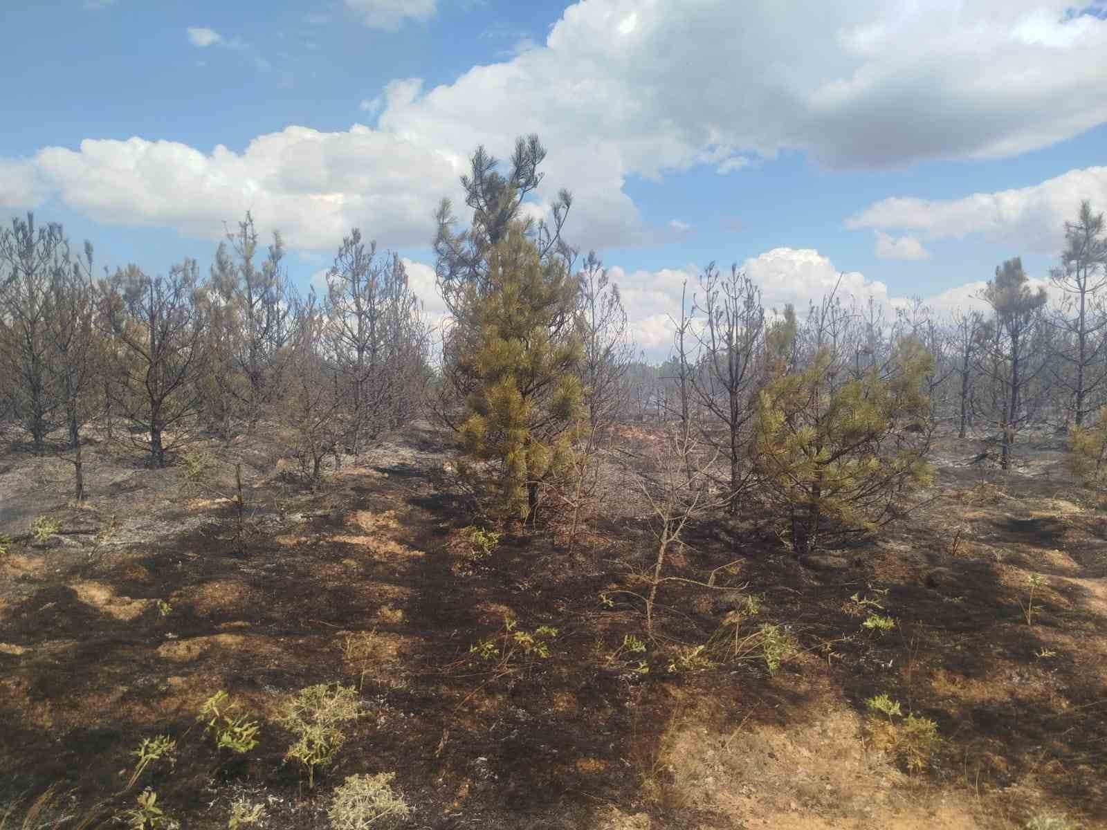 kirklarelideki orman yangini sonduruldu 35 dekar alan zarar gordu 1 3KkQzObr
