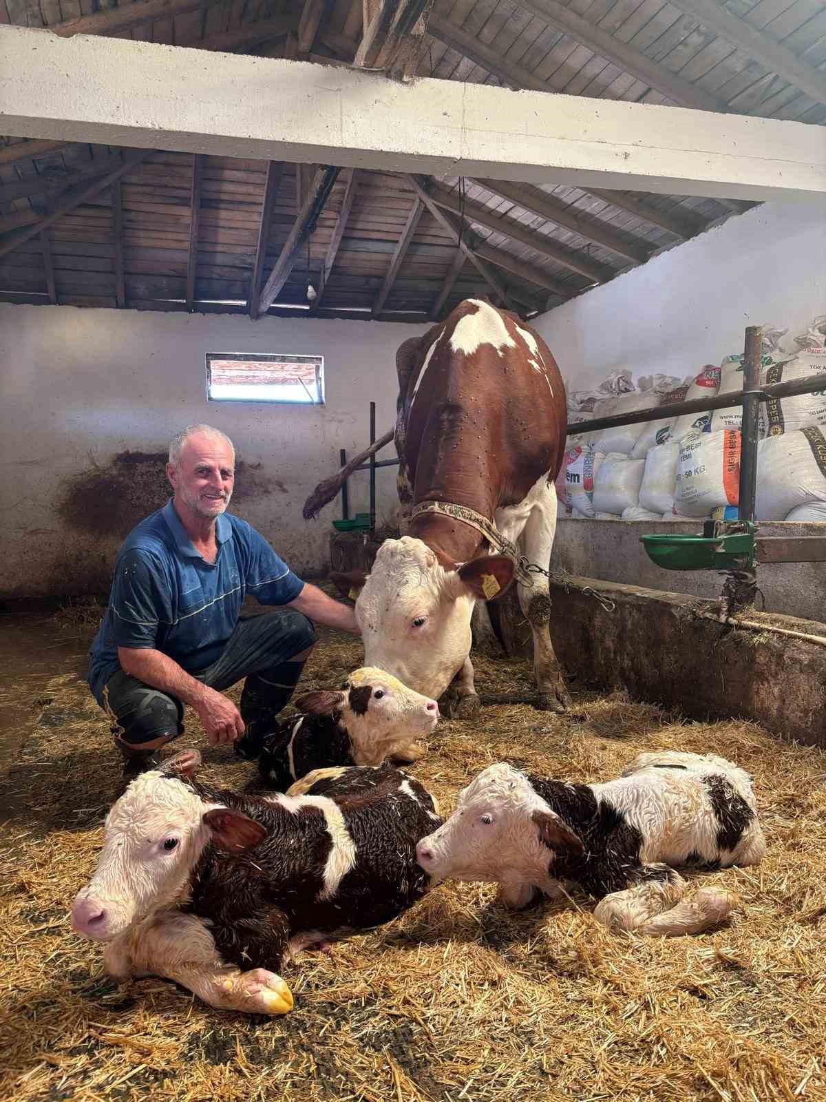kirklarelinde sasirtan dogum bir inek ucuz dogurdu 5 XMVcqibQ