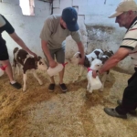 kirklarelinde-sasirtan-dogum-bir-inek-ucuz-dogurdu-i5FXAzqg.jpg