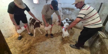 kirklarelinde-sasirtan-dogum-bir-inek-ucuz-dogurdu-i5FXAzqg.jpg