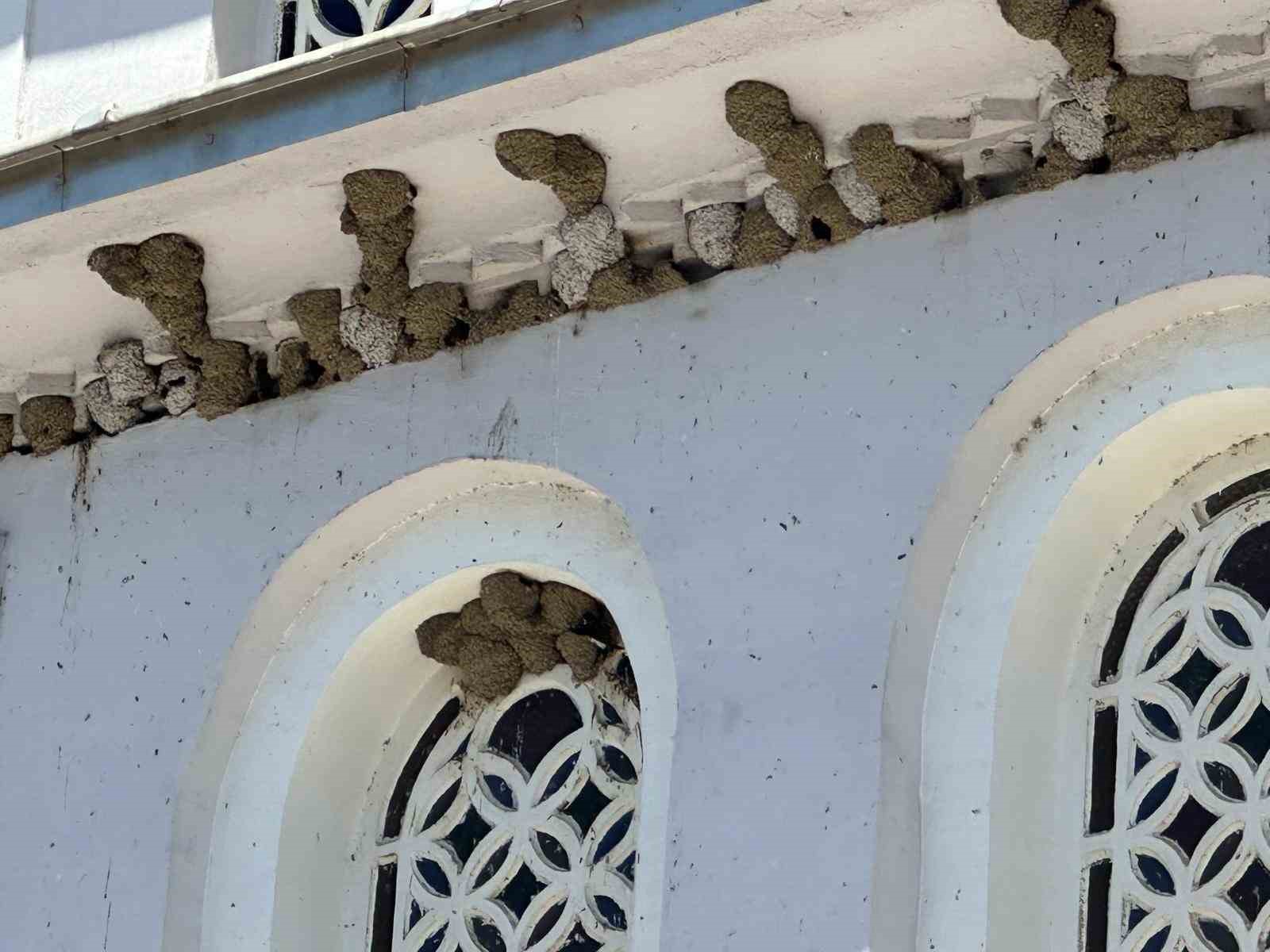Kırlangıç yuvalarını bozmayıp pencereleri naylonla kapladılar 6 kirlangic yuvalarini bozmayip pencereleri naylonla kapladilar 2 XiururNJ