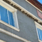 kirlangic-yuvalarini-bozmayip-pencereleri-naylonla-kapladilar-A8sS2Fis.jpg