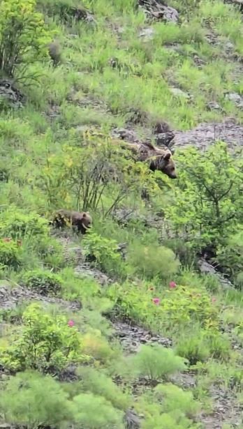 Kırsalda karşılaştığı anne ayı ve 3 yavrusunu, bağırıp korkutarak kaçırdı 5 kirsalda karsilastigi anne ayi ve 3 yavrusunu bagirip korkutarak kacirdi 1