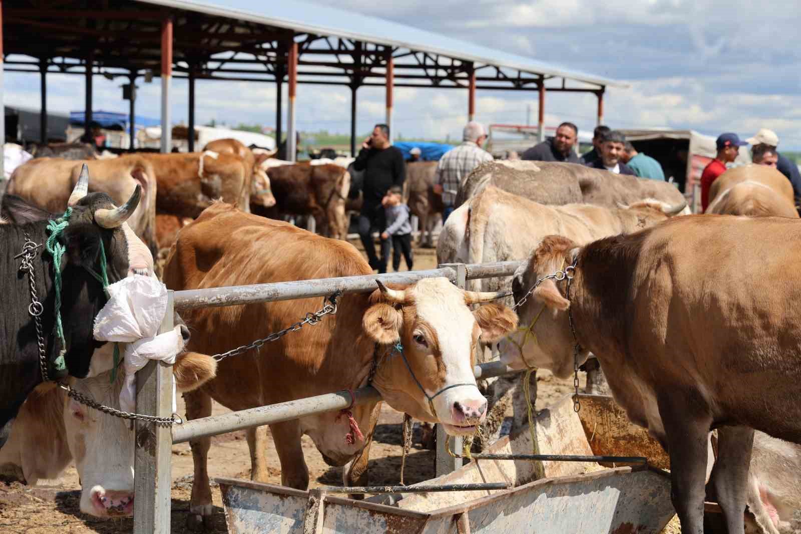 Kırşehir’de otomobil fiyatına inek: 830 kiloluk hayvan 300 bin TL’ye satıldı 7 kirsehirde otomobil fiyatina inek 830 kiloluk hayvan 300 bin tlye satildi 3 PTYW3MpL
