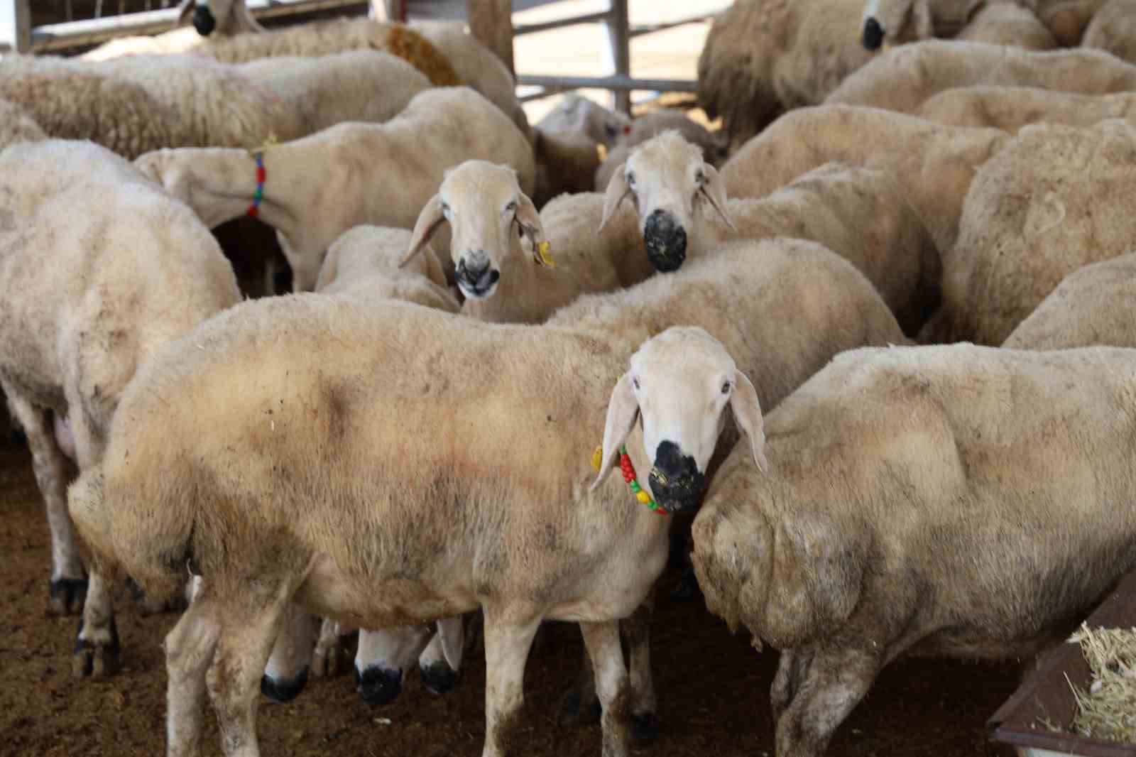 Kırşehir’de otomobil fiyatına inek: 830 kiloluk hayvan 300 bin TL’ye satıldı 9 kirsehirde otomobil fiyatina inek 830 kiloluk hayvan 300 bin tlye satildi 5 JM59Ticu