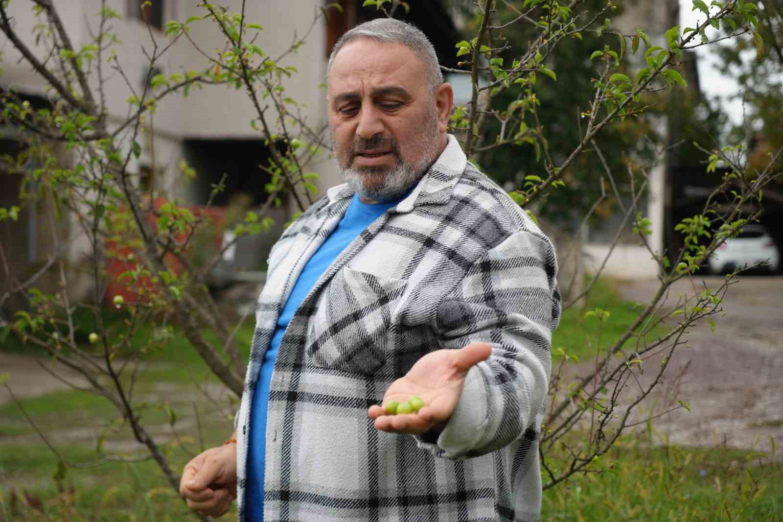 kis ayina gunler kala cicek acan erik agaclari meyve verdi 1 Hiui7CXB