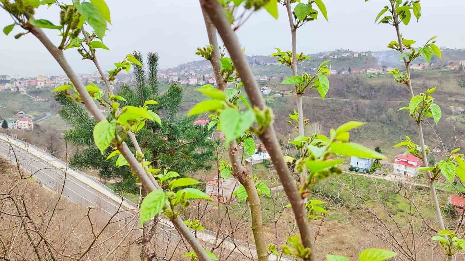 kis ortasinda yalanci bahara aldanan karayemis ve dut agaclari cicek acip meyve verdi 3 q9J5jiPd