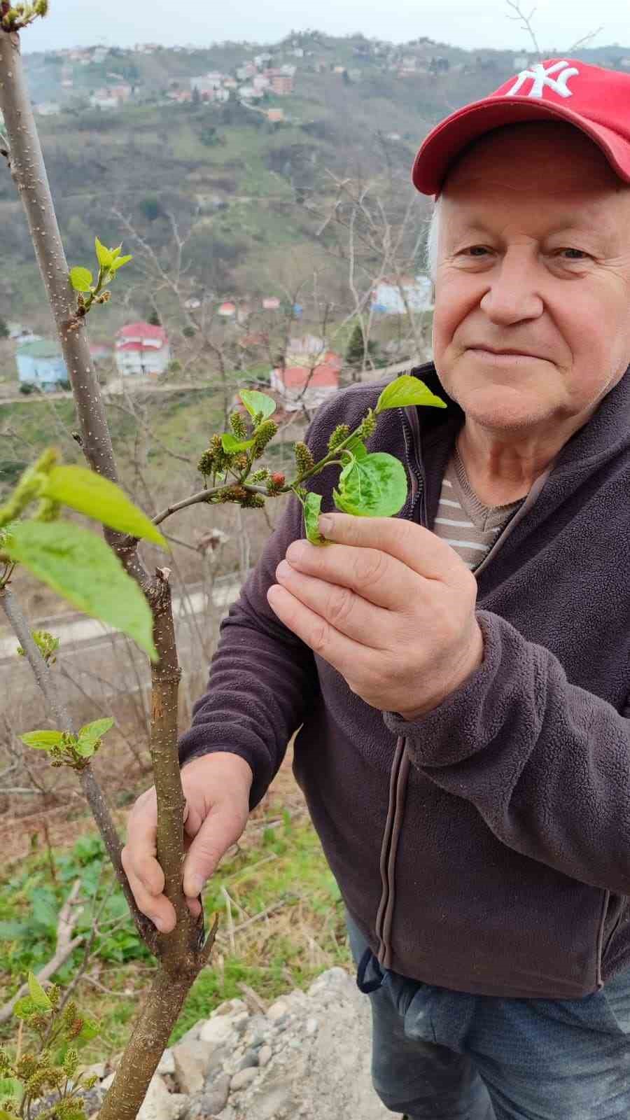 kis ortasinda yalanci bahara aldanan karayemis ve dut agaclari cicek acip meyve verdi 4 jeXaYsgR