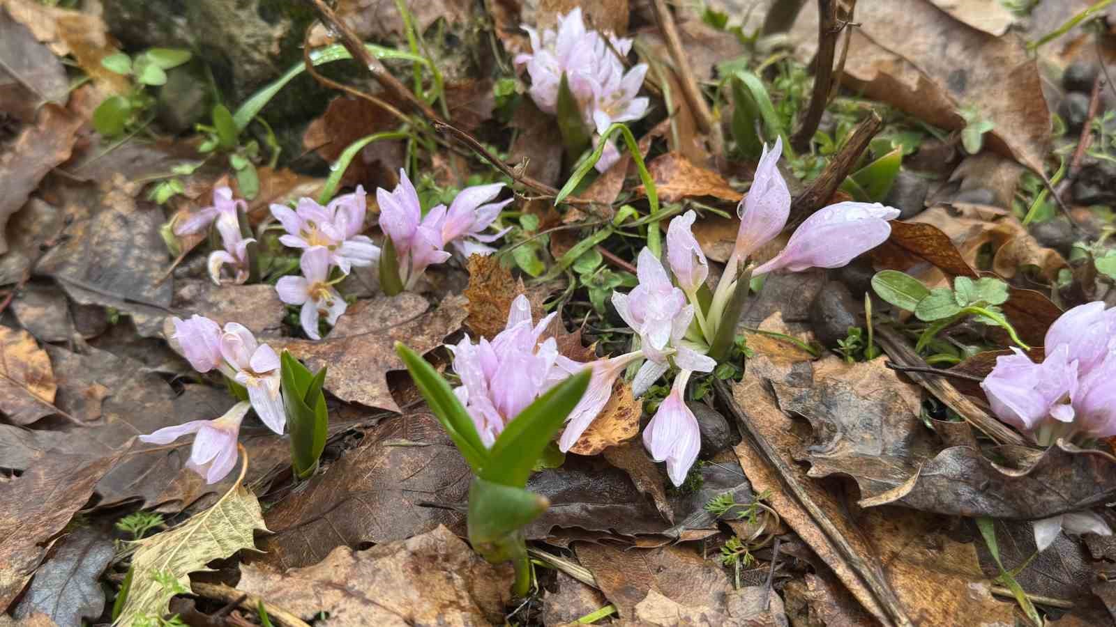 kis sartlarinin devam ettigi sirnakta cicekler acti 1 OV1nIkkW