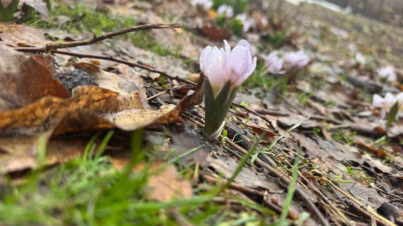 kis sartlarinin devam ettigi sirnakta cicekler acti 3 hrRhwGeO