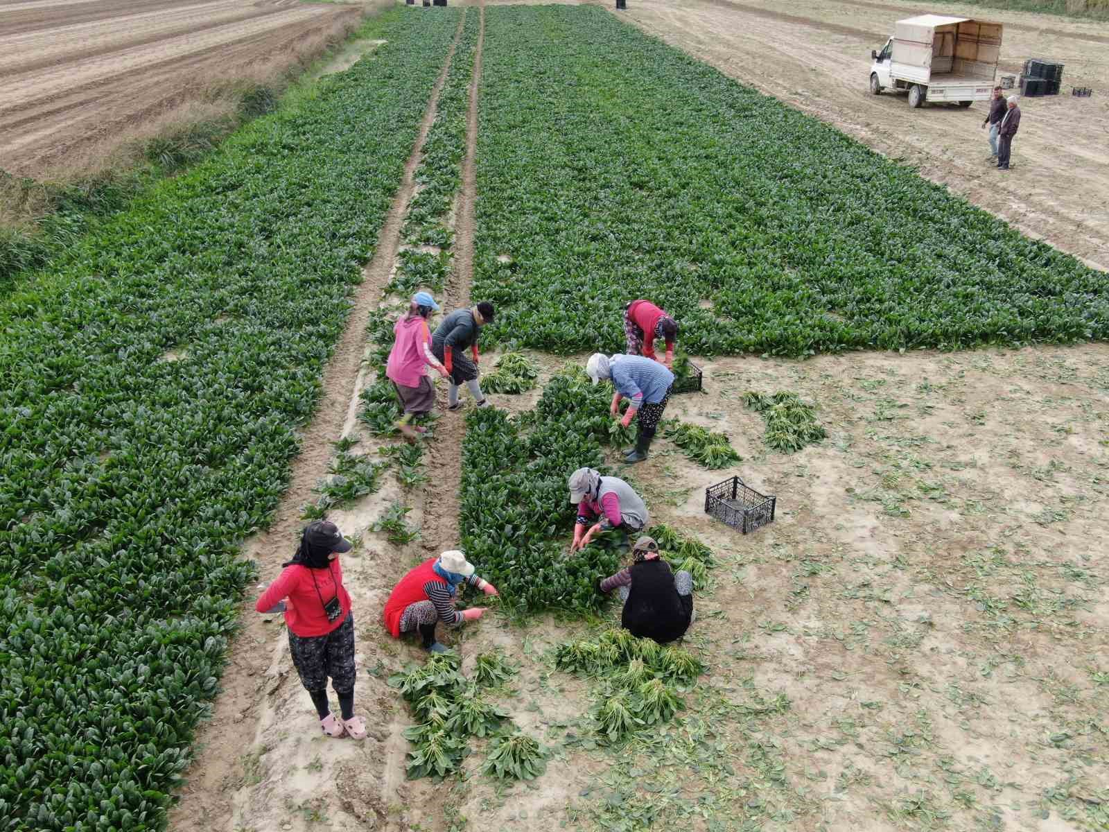 kis sebzesi ispanakta hasat bollugu 1 WrKjQGZy