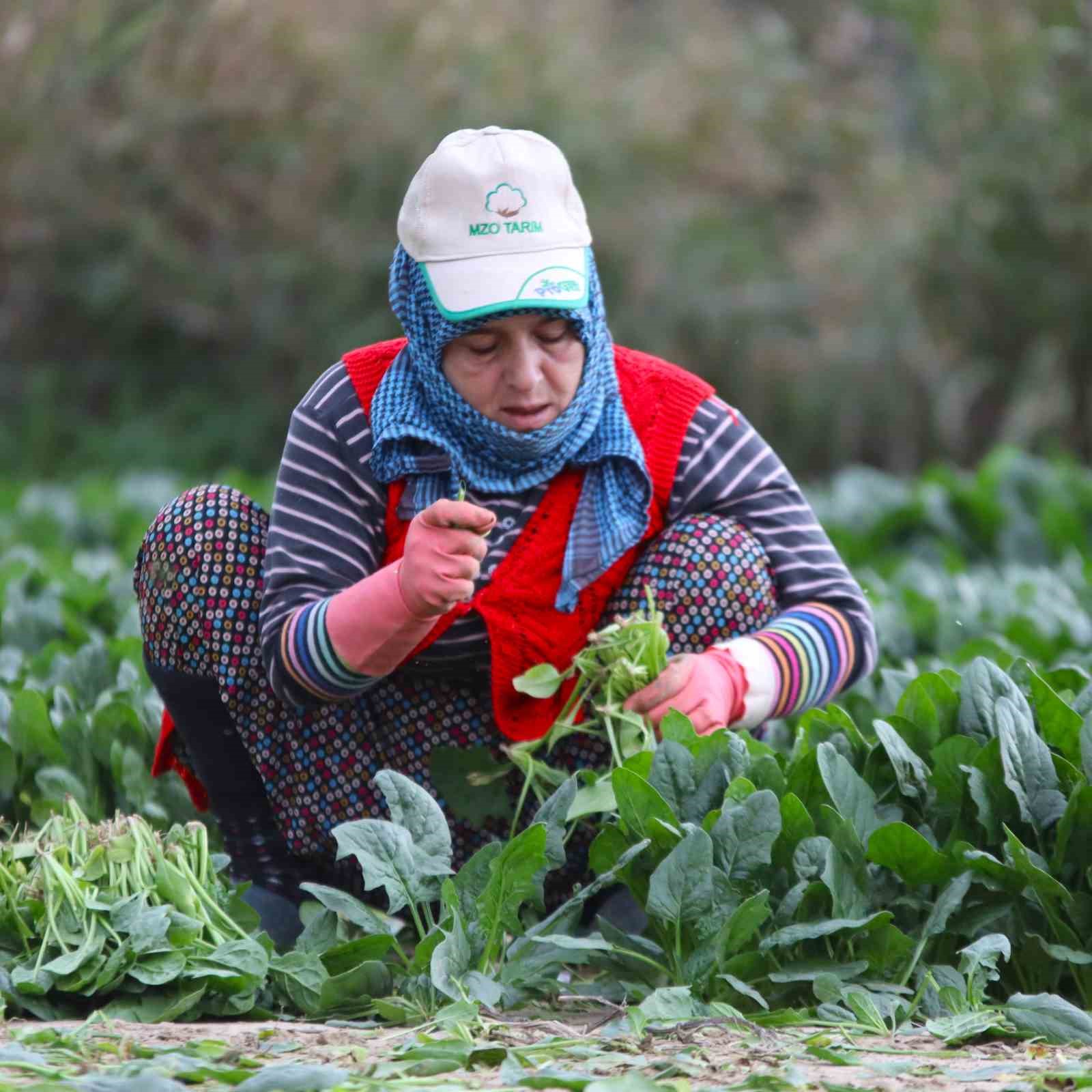 kis sebzesi ispanakta hasat bollugu 10 El8a7T7D