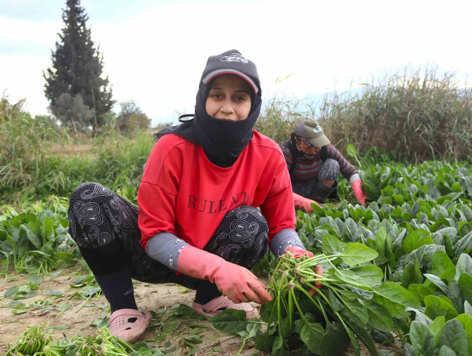 kis sebzesi ispanakta hasat bollugu 8 9HdE5HLq