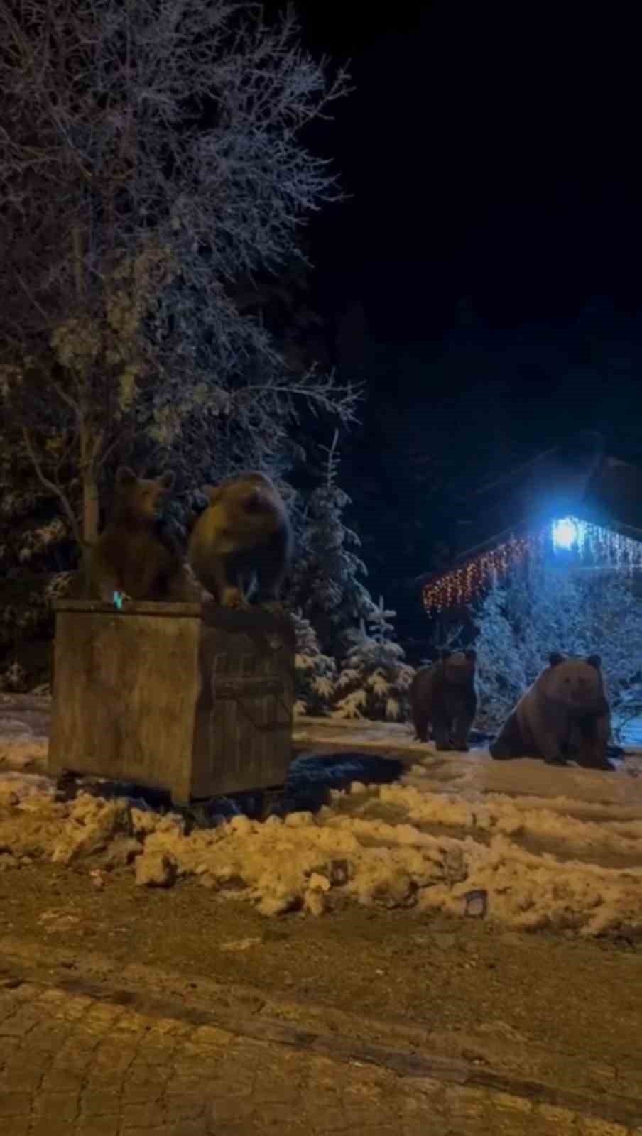 kis uykusuna yatmayan ayilar boyle goruntulendi 3 CuBcbYFh
