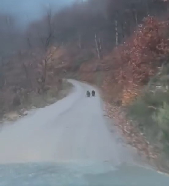 kis uykusuna yatmayan yavru ayilar kameraya yakalandi 2 tQskK2wJ