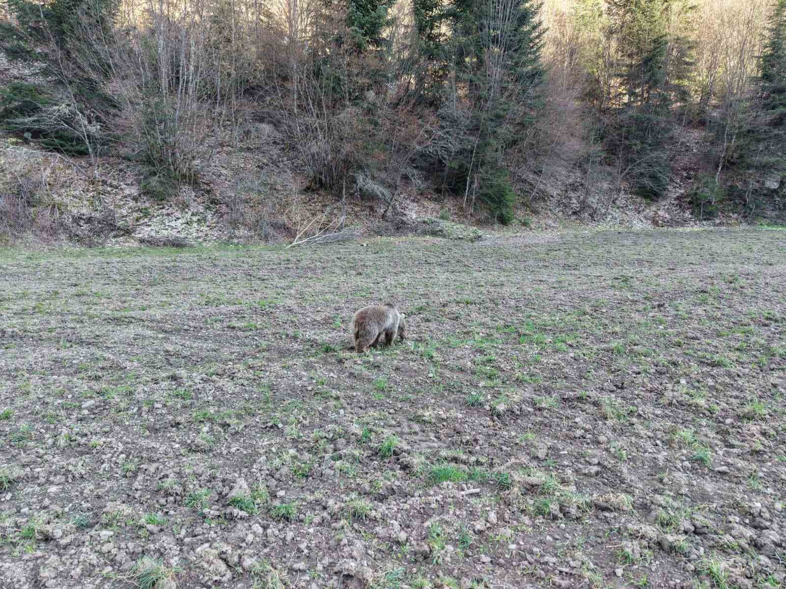 kis uykusundan uyanan ayilar ormanlik alanda beslenirken goruntulendi 2 UhBwKEEz
