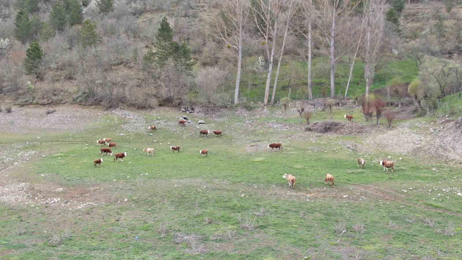 kis ve ilkbaharda dolmayan baraj golunde hayvanlar otluyor 2 EXLRXlar
